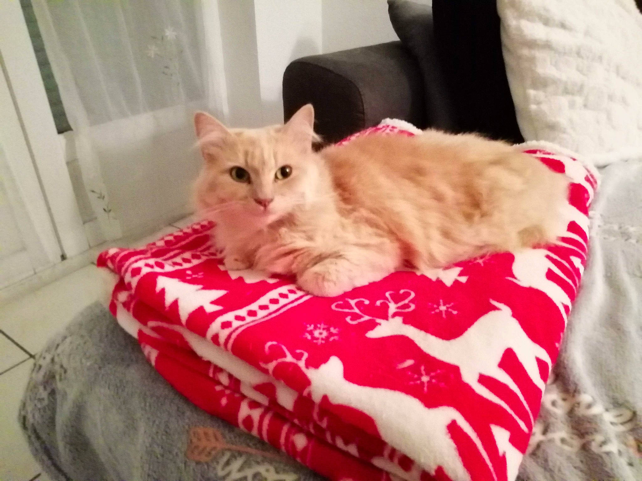 Tigresse a rejoint le concours — aidez-le/la à gagner de superbes lots ! carnivore, cat, cat_bed, cat_supply, comfort, felidae, fur, living_room, pet_supply, slipcover, small_to_medium_sized_cats, whiskers