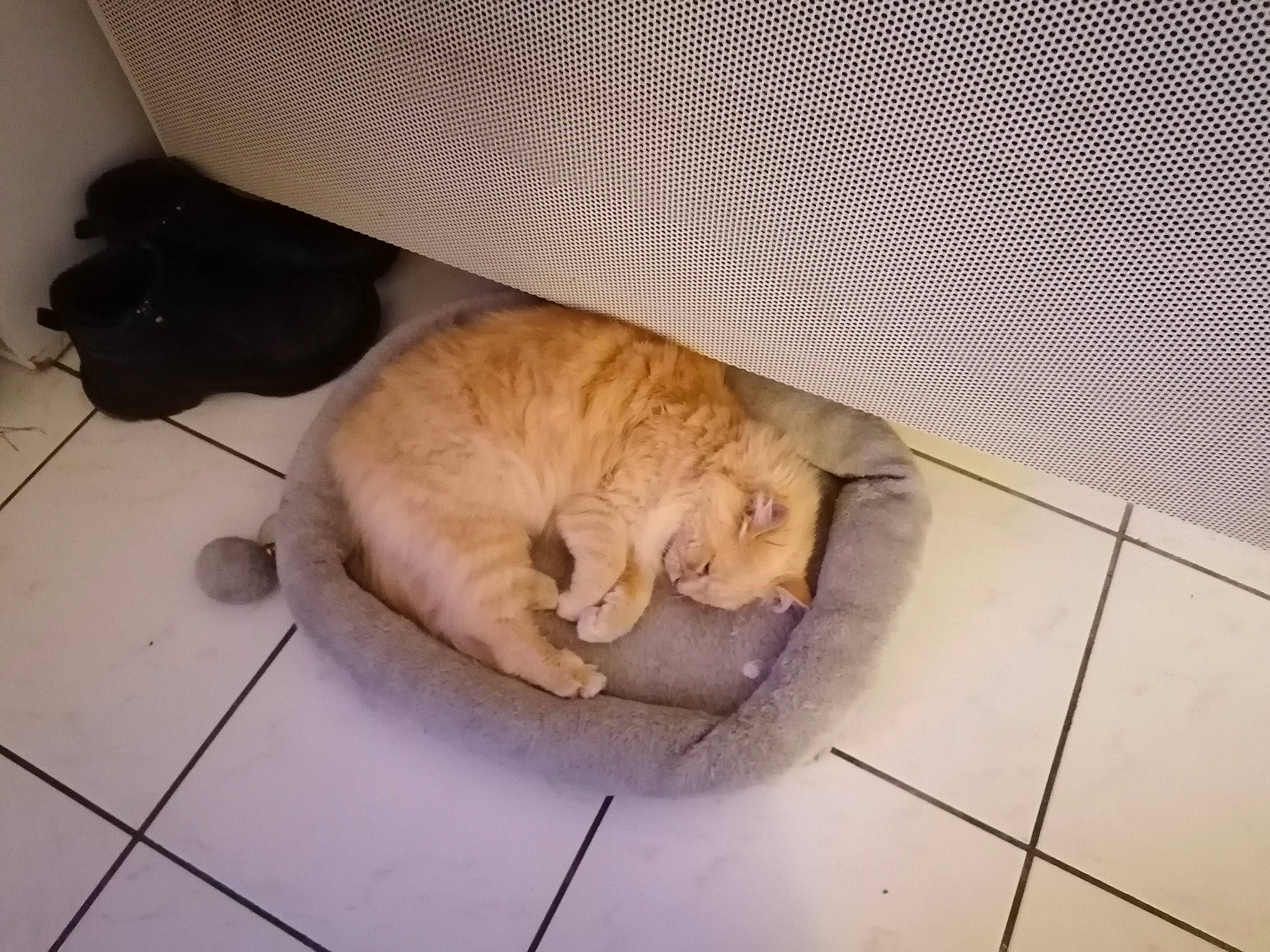 Tigresse a rejoint le concours — aidez-le/la à gagner de superbes lots ! carnivore, cat, cat_supply, comfort, fawn, felidae, floor, flooring, mammal, mesh, nap, paw, pet_supply, sleep, small_to_medium_sized_cats, terrestrial_animal, tile, tile_flooring, vertebrate, whiskers