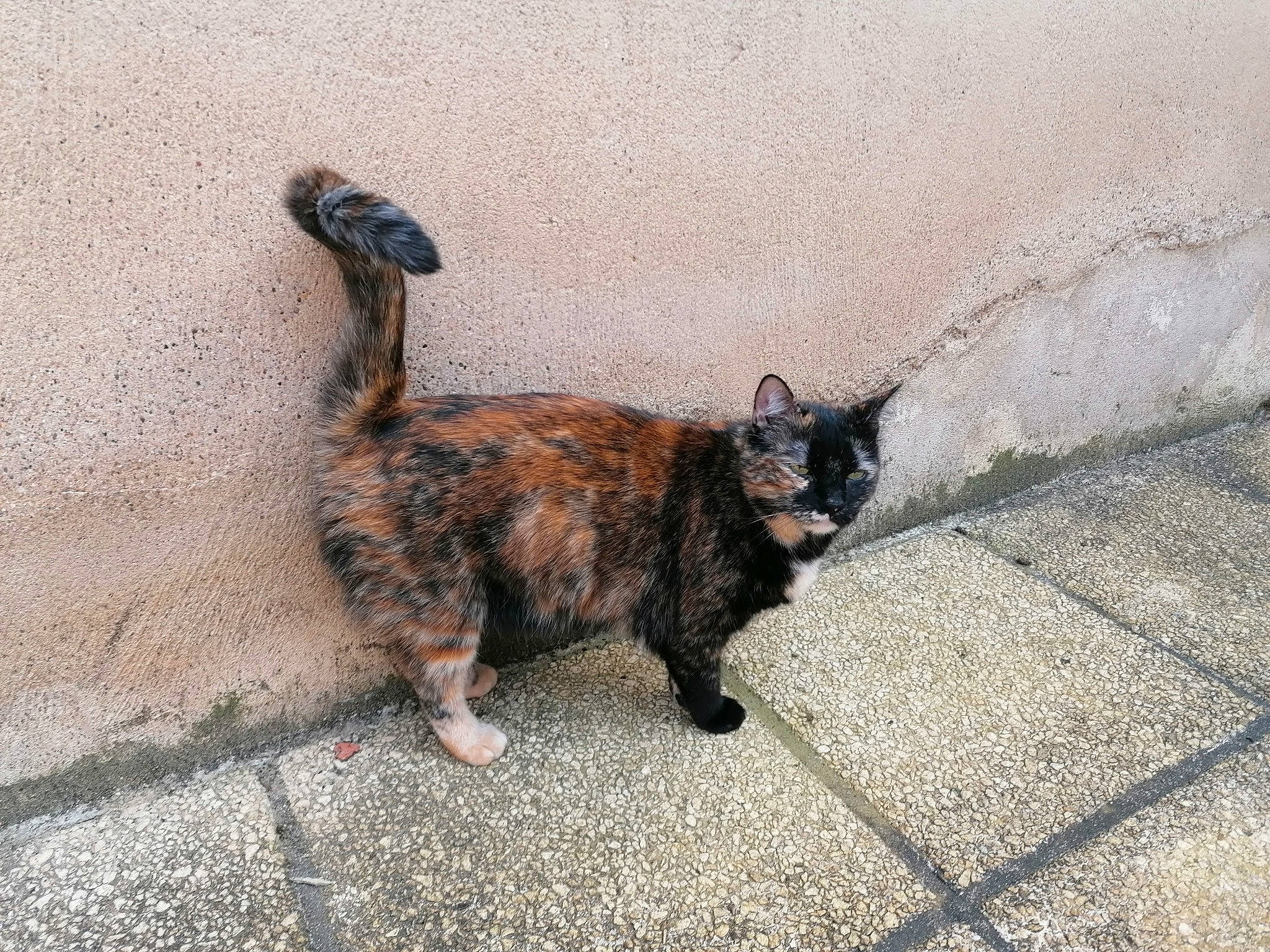 Ruby participe au concours pour gagner de l'argent avec cette photo : asphalt, black_cat, carnivore, cat, claw, dog_breed, domestic_short_haired_cat, felidae, fur, grey, paw, road, road_surface, shadow, small_to_medium_sized_cats, snout, tail, terrestrial_animal, whiskers, window