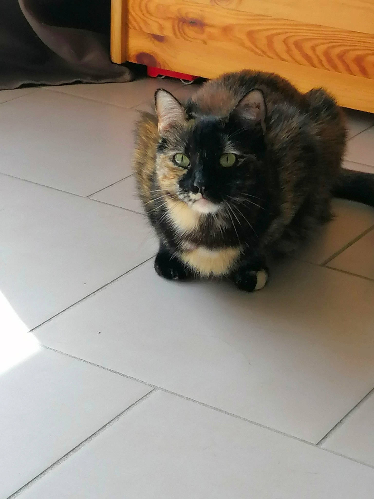 Ruby a rejoint le concours — aidez-le/la à gagner de superbes lots ! box, carnivore, cat, claw, comfort, domestic_short_haired_cat, felidae, floor, flooring, fur, hardwood, natural_material, room, small_to_medium_sized_cats, snout, tail, terrestrial_animal, tile, tile_flooring, whiskers