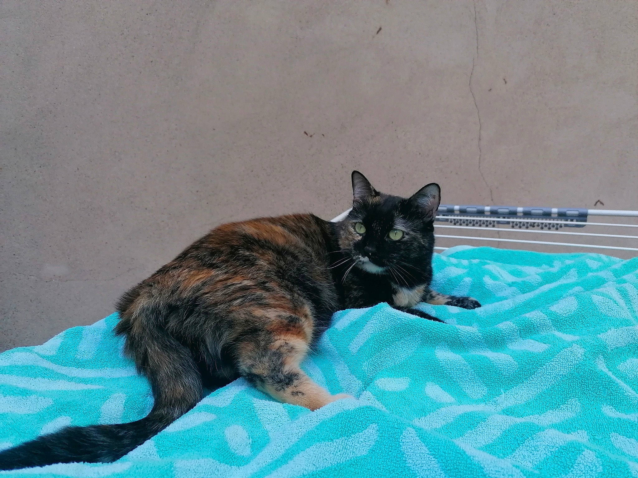 Ruby participe au concours pour gagner de l'argent avec cette photo : black_cat, carnivore, cat, claw, comfort, dog_breed, domestic_short_haired_cat, electric_blue, felidae, fur, paw, pet_supply, small_to_medium_sized_cats, snout, tail, terrestrial_animal, whiskers