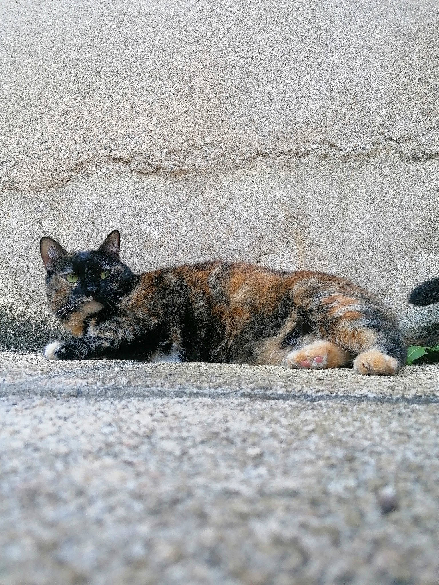 Ruby a rejoint le concours — aidez-le/la à gagner de superbes lots ! asphalt, carnivore, cat, claw, domestic_short_haired_cat, felidae, fur, grass, grey, paw, road, road_surface, sand, small_to_medium_sized_cats, snout, tail, terrestrial_animal, whiskers, wildlife, wood