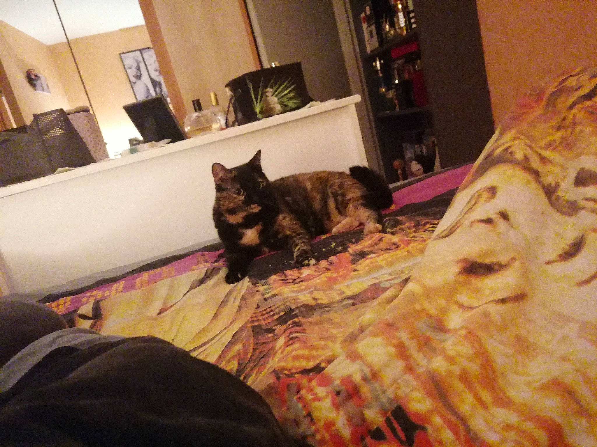 Ruby a rejoint le concours — aidez-le/la à gagner de superbes lots ! bed, bed_frame, bedding, brown, cabinetry, carnivore, cat, comfort, felidae, floor, flooring, hardwood, interior_design, lamp, linens, mammal, picture_frame, textile, whiskers, wood