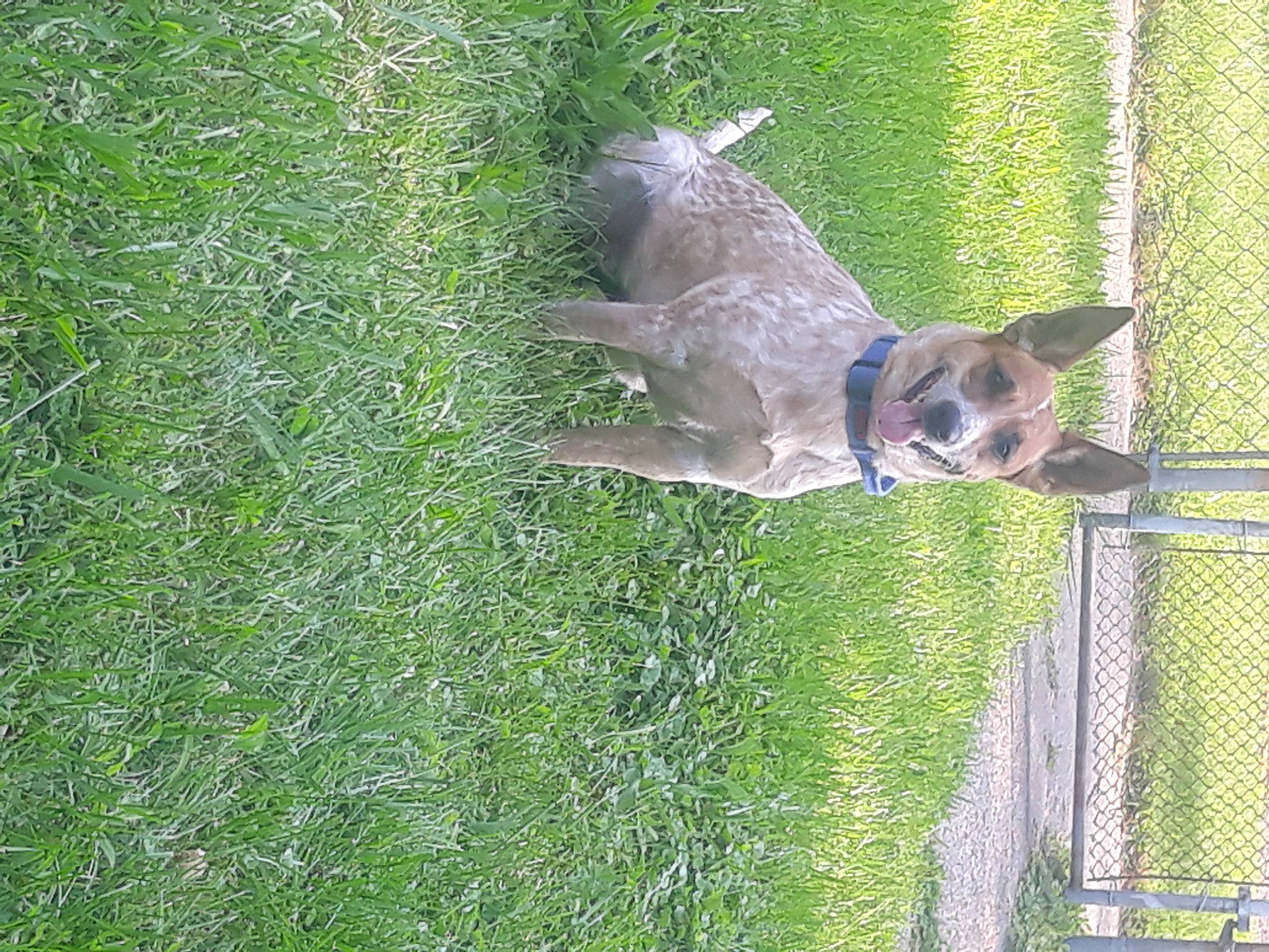 Koda joined the competition — help win amazing prizes! australian_cattle_dog, canidae, carnivore, chain_link_fencing, companion_dog, dog, dog_breed, fawn, fence, grass, groundcover, home_fencing, mesh, plant, snout, sporting_group, tail, wildlife, wire_fencing