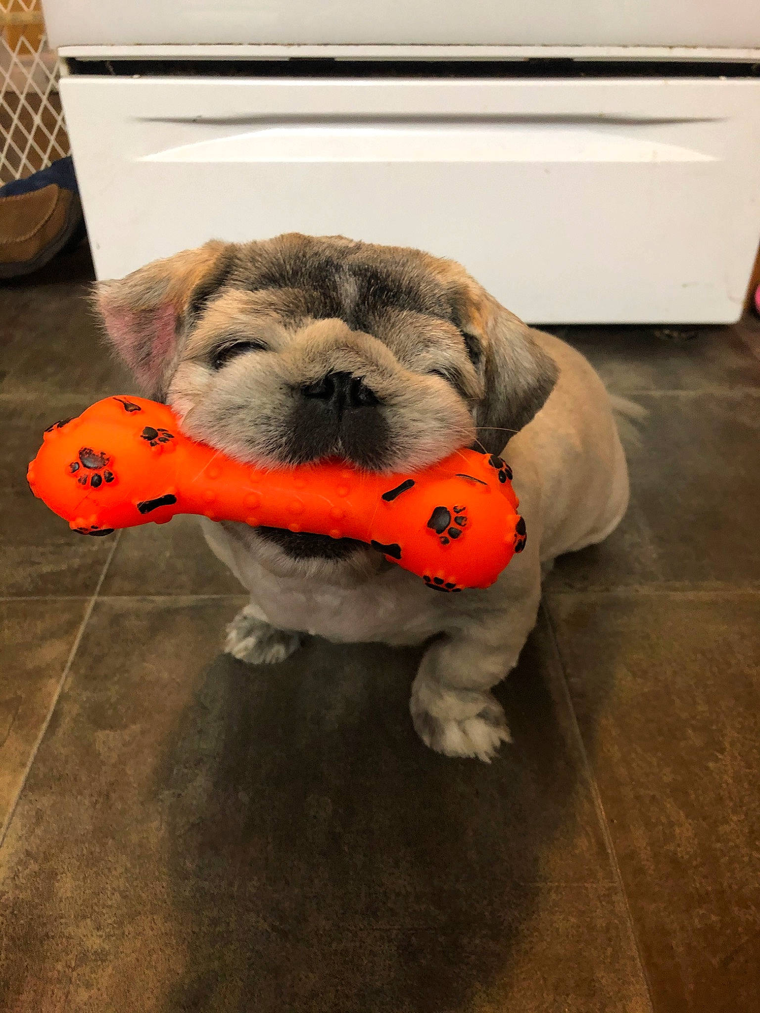 Gizmo joined the competition — help win amazing prizes! canidae, carnivore, companion_dog, dog, dog_breed, dog_supply, dog_toy, fawn, non_sporting_group, pug, puppy, snout, sporting_group, stuffed_toy, toy, toy_dog