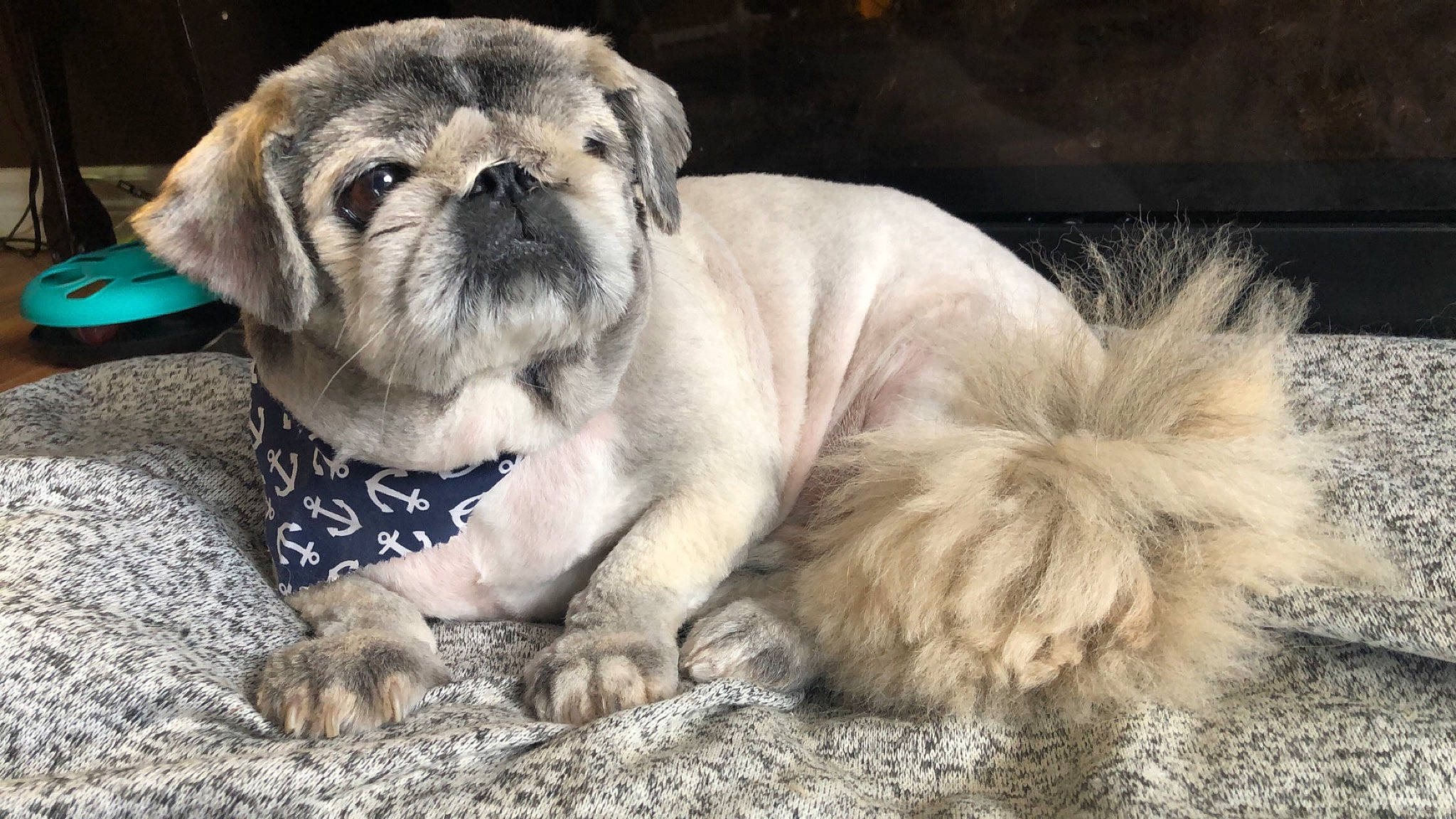 Gizmo joined the competition — help win amazing prizes! ancient_dog_breeds, bulldog, canidae, carnivore, companion_dog, dog, dog_breed, fawn, mammal, non_sporting_group, pug, puppy, rare_breed_dog, skin, snout, sporting_group, toy_dog, vertebrate, whiskers, wrinkle