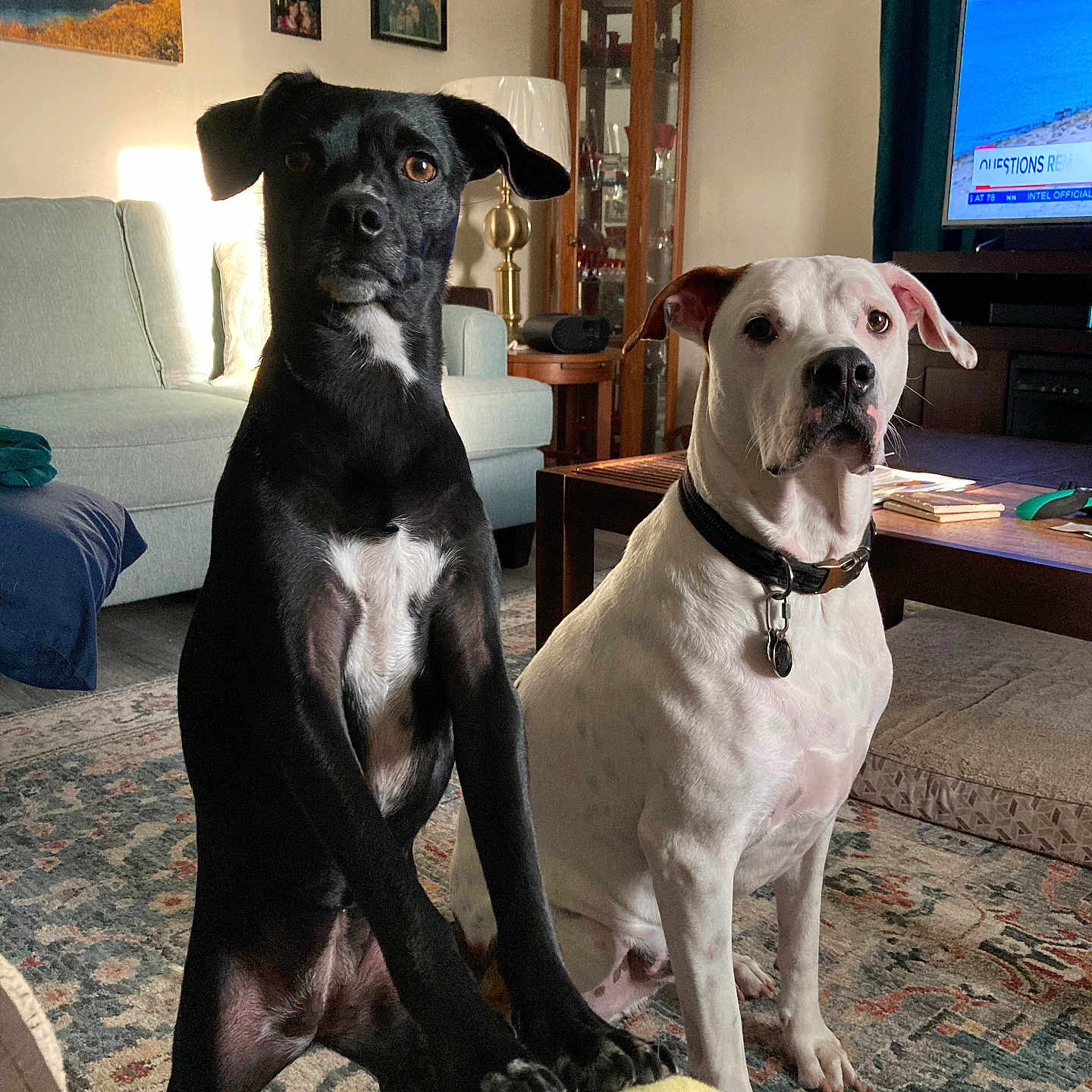 Easter And Snoop is registered to the contest to win money with this photo: animals, black_dog, cabinet, carpet, clock, collar, curtains, decor, dog, furniture, indoor, lamp, living_room, pets, rug, sofa, table, television, white_dog, wooden_table