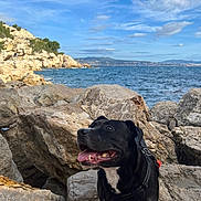 Ciagga participe au concours pour gagner de l'argent avec cette photo : dog, black_dog, rocky_terrain, sea, ocean, sky, clouds, coast, hills, outdoor, nature, pet, happy, tongue_out, leash, daylight, landscape, water, canine, animal
