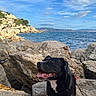 animal, black_dog, canine, clouds, coast, daylight, dog, happy, hills, landscape, leash, nature, ocean, outdoor, pet, rocky_terrain, sea, sky, tongue_out, water