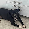 Ciagga a rejoint le concours — aidez-le/la à gagner de superbes lots ! dog, black_dog, white_paws, indoor, floor, cabinet, furniture, shadow, pet, canine, relaxed, lying_down, curious, domestic_animal, house, room, fur, ears, eyes, nose