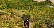 Ciagga a rejoint le concours — aidez-le/la à gagner de superbes lots ! dog, beach, sand, grass, path, ocean, sky, clouds, nature, outdoor, coast, hill, water, vacation, summer, animal, landscape, walking, scenic, daytime