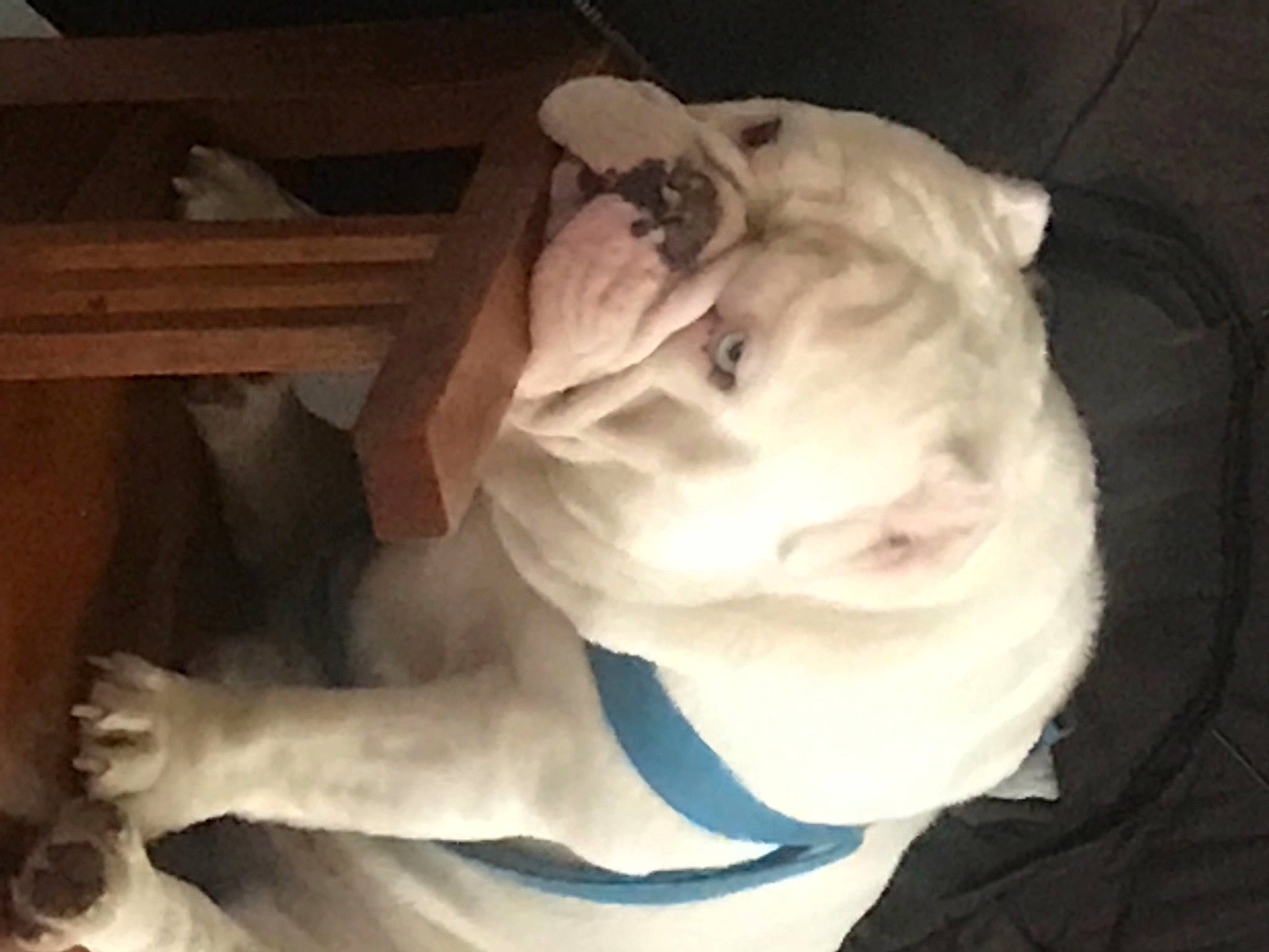 Finnigan joined the competition — help win amazing prizes! canidae, carnivore, chest, cloud, comfort, companion_dog, dog, dog_breed, fawn, flesh, fur, human_leg, ingredient, jaw, sculpture, snout, sporting_group, tail, trunk, wood