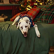 Arya a rejoint le concours — aidez-le/la à gagner de superbes lots ! dog, bed, blanket, plaid_pillow, holiday_lights, festive_sweater, indoor, cozy, relaxed, resting, brown_spots, white_fur, tongue_out, decor, warm_lighting, carpet, books, furniture, home, animal