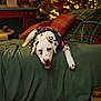 dog, bed, blanket, plaid_pillow, holiday_lights, festive_sweater, indoor, cozy, relaxed, resting, brown_spots, white_fur, tongue_out, decor, warm_lighting, carpet, books, furniture, home, animal