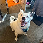 Blu joined the competition — help win amazing prizes! dog, white_dog, black_spots, bandana, blue_bandana, happy, smiling, pet, indoor, carpet, mirror, door, laundry_area, basket, towel, floor, animal, canine, fur, tongue