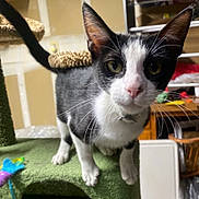 Buddy joined the competition — help win amazing prizes! animal, black_and_white, cat, cat_tree, close_up, clutter, collar, curious, ears, eyes, face, feline, fur, home, indoor, paws, pet, shelf, toy, whiskers