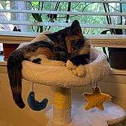 Faye is registered to the contest to win money with this photo: cat, kitten, calico, cat_tree, indoor, window, blinds, plants, toy, crescent_moon, star, fluffy, perch, feline, curious, cute, pet, resting, cozy, natural_light