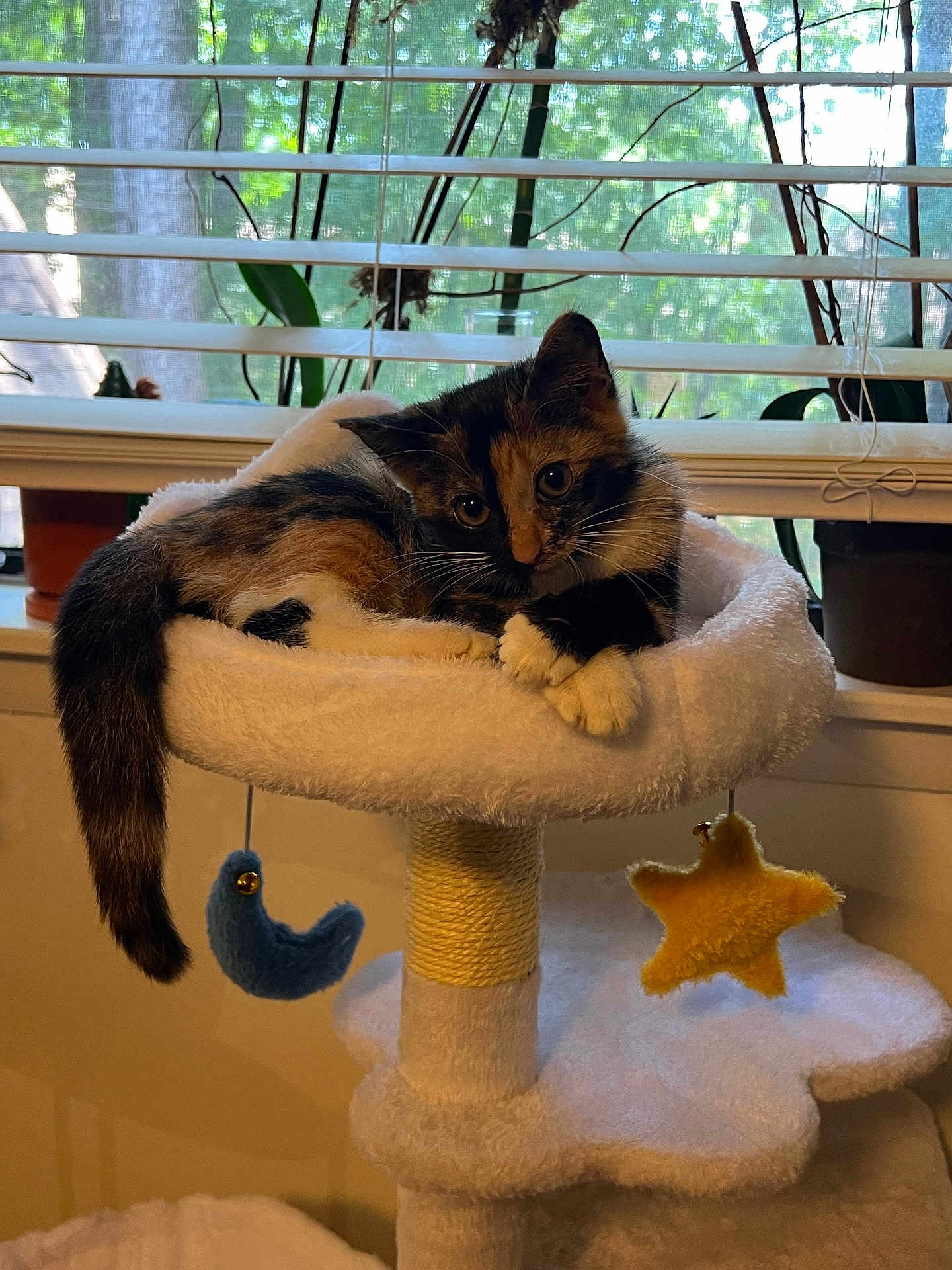 Faye is registered to the contest to win money with this photo: cat, kitten, calico, cat_tree, indoor, window, blinds, plants, toy, crescent_moon, star, fluffy, perch, feline, curious, cute, pet, resting, cozy, natural_light
