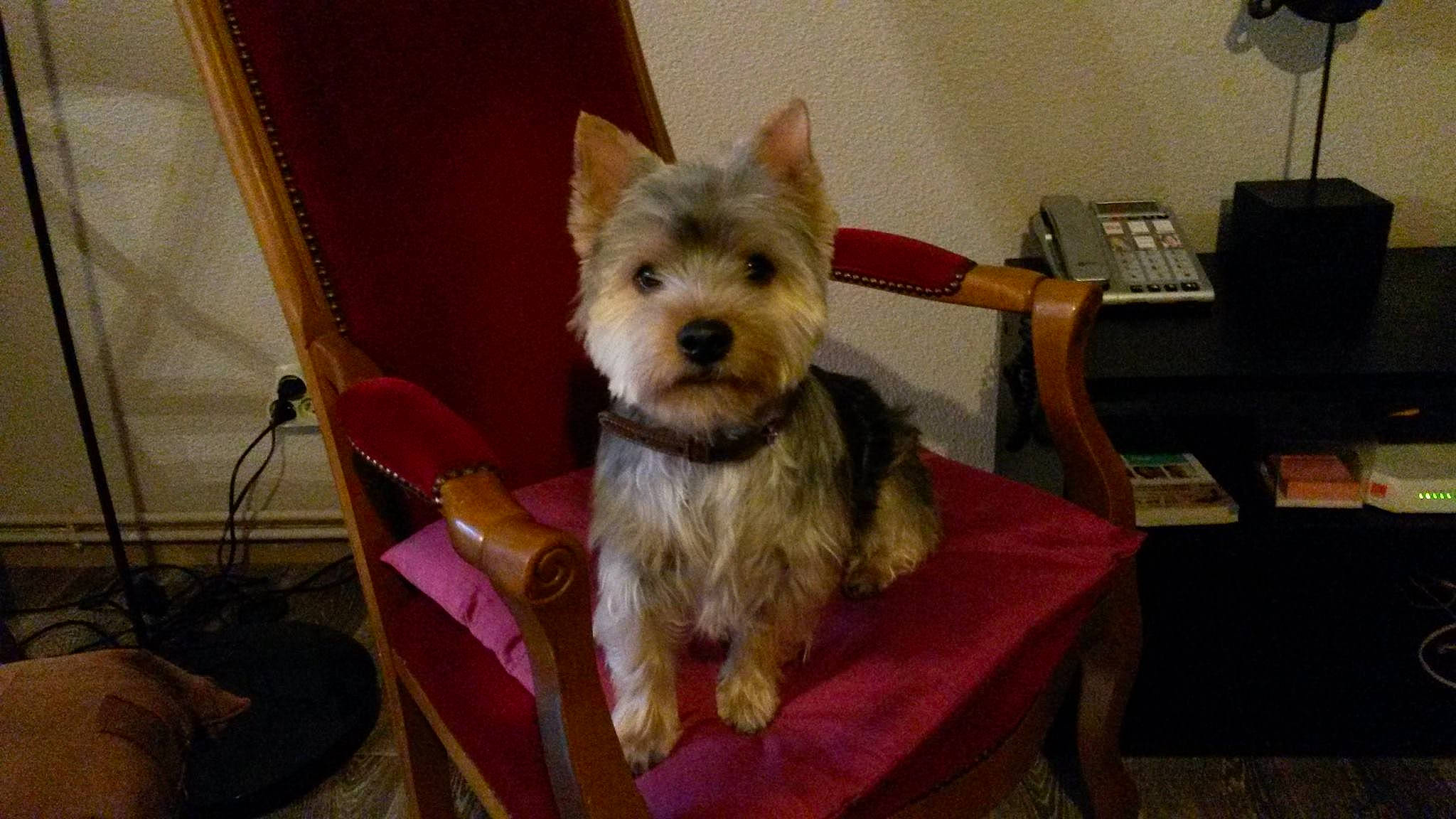 Jim participe au concours pour gagner de l'argent avec cette photo : biewer_terrier, canidae, carnivore, companion_dog, dog, dog_breed, dog_supply, ear, fawn, fur, non_sporting_group, small_terrier, snout, sporting_group, table, terrier, toy_dog, working_animal