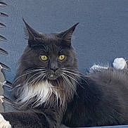 Shelby a rejoint le concours — aidez-le/la à gagner de superbes lots ! cat, long_hair, black_and_white, yellow_eyes, whiskers, relaxed, lounging, fabric, blue_background, pet, animal, feline, close_up, outdoor, resting, fluffy, paw, fur, portrait, domestic_cat