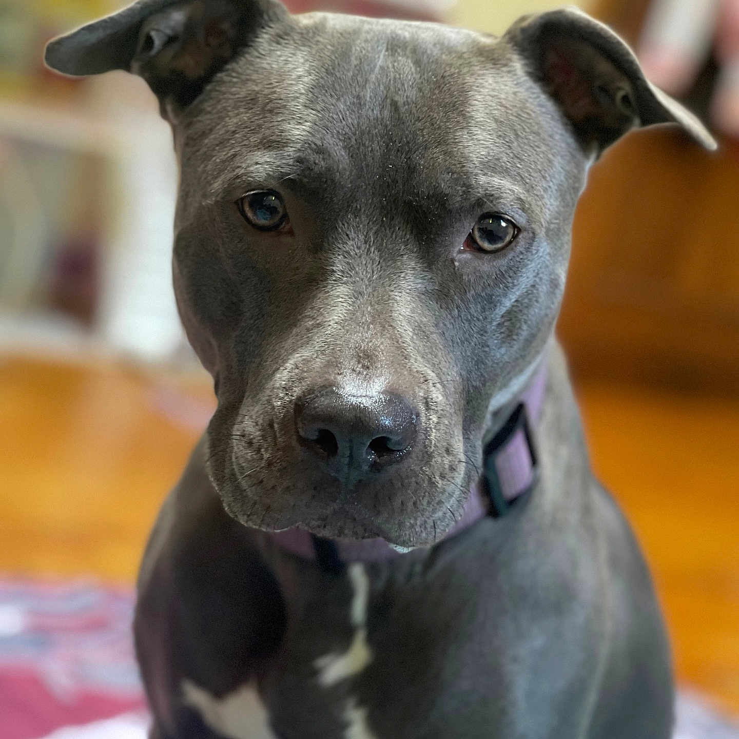 Blu is registered to the contest to win money with this photo: animal, boxer, bulldog, canine, dog, frenchbulldog, greatdane, hound, indoors, interiordesign, labradorretriever, pet, pitbull, pointer, puppy, snout, terrier