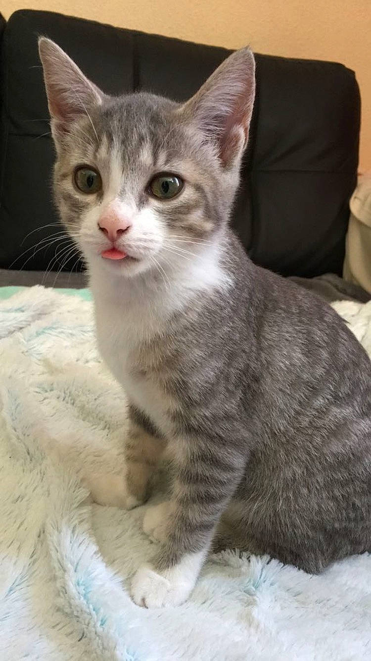 Nina participe au concours pour gagner de l'argent avec cette photo : carnivore, cat, claw, domestic_short_haired_cat, felidae, fur, paw, sleeper_chair, small_to_medium_sized_cats, snout, tail, terrestrial_animal, whiskers