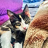 Piper Teeny is registered to the contest to win money with this photo: kitten, calico, cat, pet, animal, fur, whiskers, blanket, pillow, indoor, cute, curious, young, closeup, resting, cozy, soft, domestic, feline, sleepy