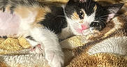 Piper Teeny is registered to the contest to win money with this photo: kitten, calico, cat, sleeping, blanket, indoor, cozy, soft, patterned, fur, pet, animal, sunlight, relaxed, home, comfort, cute, young, resting, feline