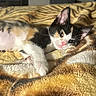 kitten, calico, cat, sleeping, blanket, indoor, cozy, soft, patterned, fur, pet, animal, sunlight, relaxed, home, comfort, cute, young, resting, feline