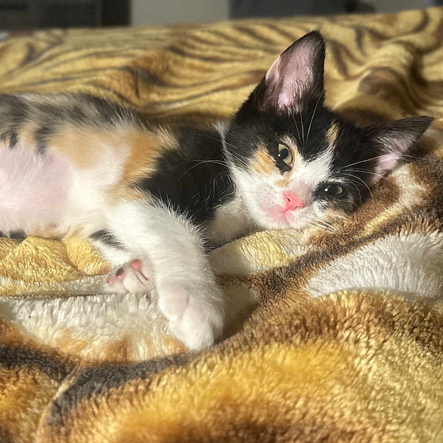 Piper Teeny is registered to the contest to win money with this photo: kitten, calico, cat, sleeping, blanket, indoor, cozy, soft, patterned, fur, pet, animal, sunlight, relaxed, home, comfort, cute, young, resting, feline