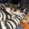 Piper Teeny is registered to the contest to win money with this photo: kitten, cat, calico, striped_blanket, sleepy, indoor, pet, cozy, fur, paw, nose, whiskers, resting, cute, animal, domestic, soft, blanket, striped, relaxed