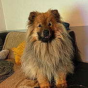 Mustang participe au concours pour gagner de l'argent avec cette photo : animal, blanket, brown, companion, couch, cozy, cute, cute_pet, dog, domestic_animal, fluffy, fur, furniture, indoor, living_room, long_hair, pet, pillow, sitting, tongue_out