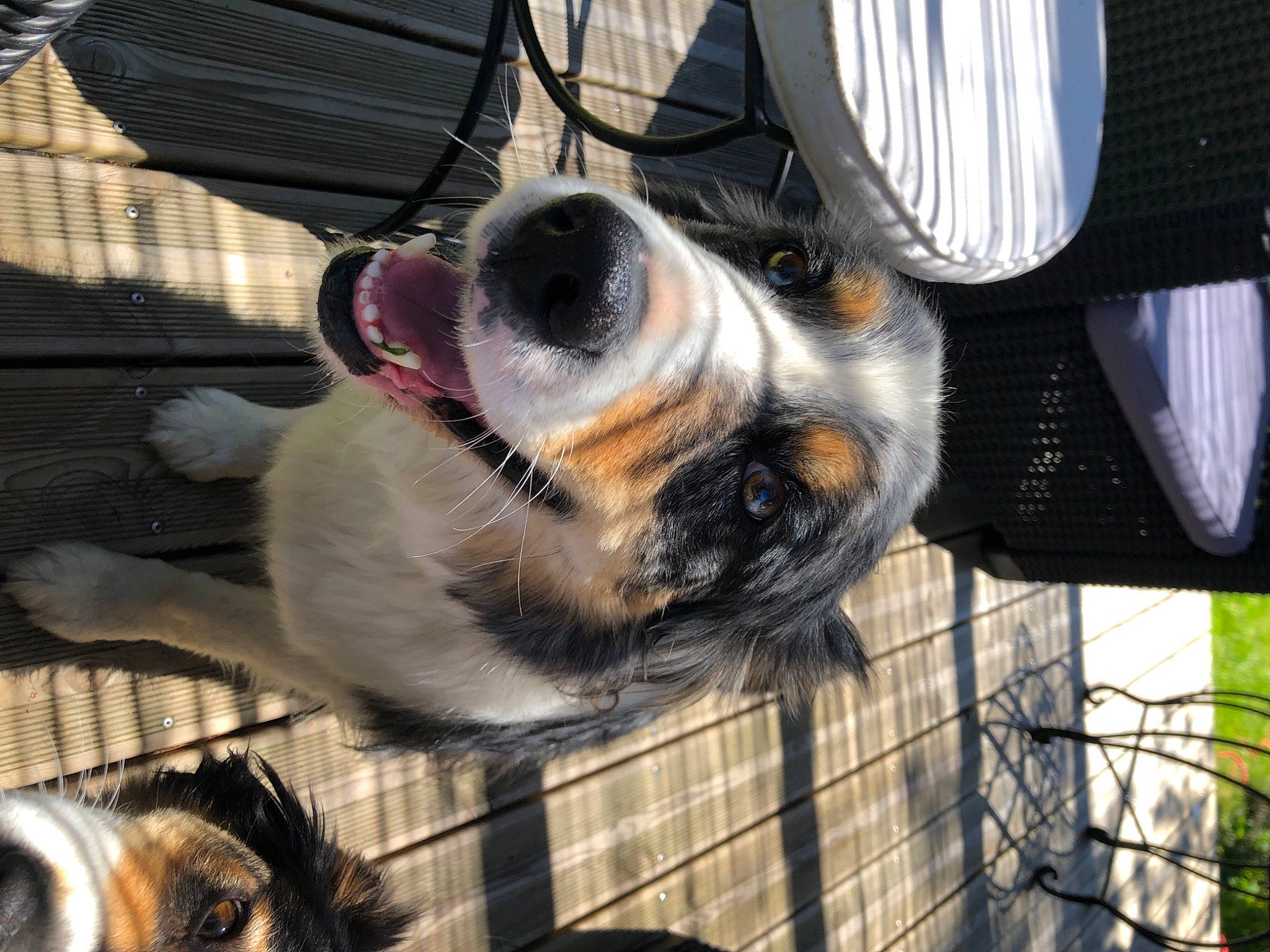 Gypsy participe au concours pour gagner de l'argent avec cette photo : animal_shelter, automotive_lighting, canidae, carnivore, collar, companion_dog, dog, dog_breed, dog_supply, fur, mesh, metal, pet_supply, plant, service, snout, sporting_group, vehicle, whiskers, working_animal