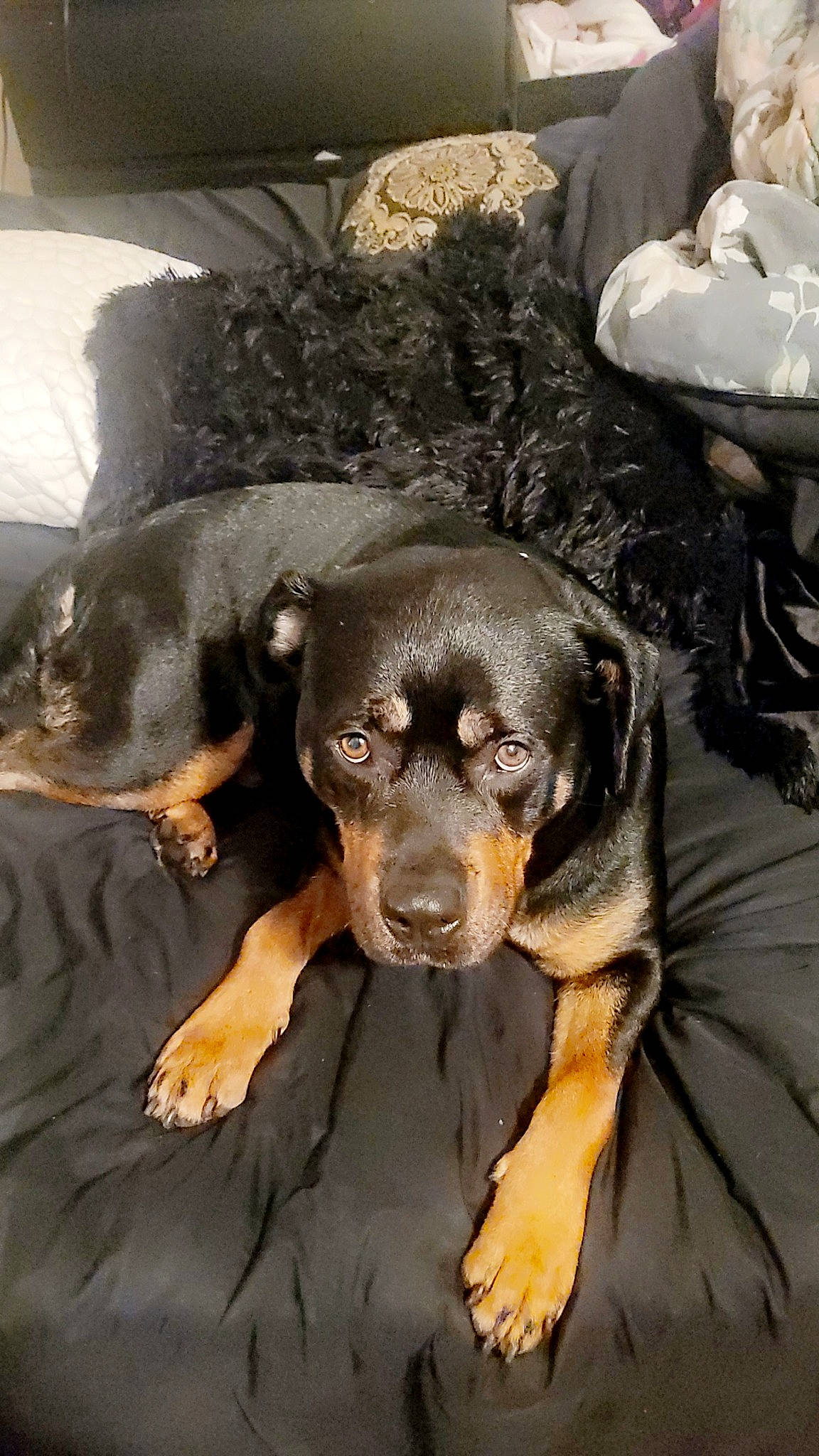 Starla is registered to the contest to win money with this photo: canidae, carnivore, companion_dog, dog, dog_breed, fawn, fur, guard_dog, hound, hunting_dog, liver, paw, puppy, snout, sporting_group, terrestrial_animal, whiskers, working_animal, working_dog