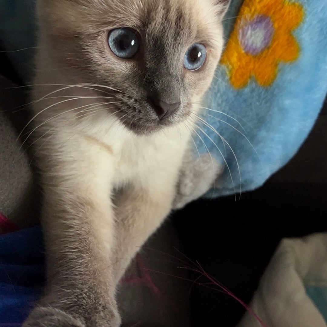 Buttons joined the competition — help win amazing prizes! abyssinian, animal, cat, kitten, manx, pet, siamese