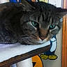 Cj is registered to the contest to win money with this photo: animal, blue_pants, carpeted_platform, cartoon_characters, cat, close_up, domestic_cat, ears, face, feline, green_eyes, indoor, mural, pet, resting, striped_fur, tabby_cat, whiskers, wooden_edge, yellow_shoes