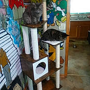 Cj joined the competition — help win amazing prizes! animal, cabinet, cat, cat_tree, decor, domestic_cat, floor, furniture, graffiti, gray_cat, home, indoor, kitchen, multicolor, pet, resting, tabby_cat, tile_floor, wall_art, window