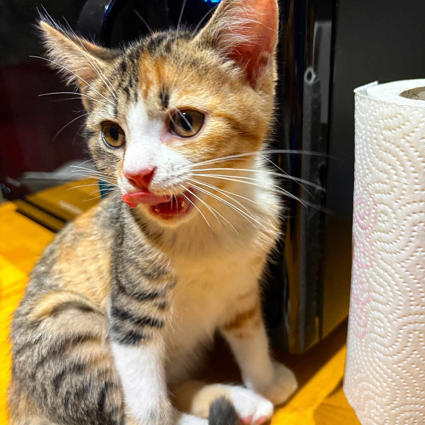 Luna a rejoint le concours — aidez-le/la à gagner de superbes lots ! kitten, cat, calico, tongue_out, pet, animal, feline, domestic_cat, young_cat, whiskers, ears, paw, tail, paper_towel, kitchen, wooden_surface, digital_display, appliance, indoor, cute