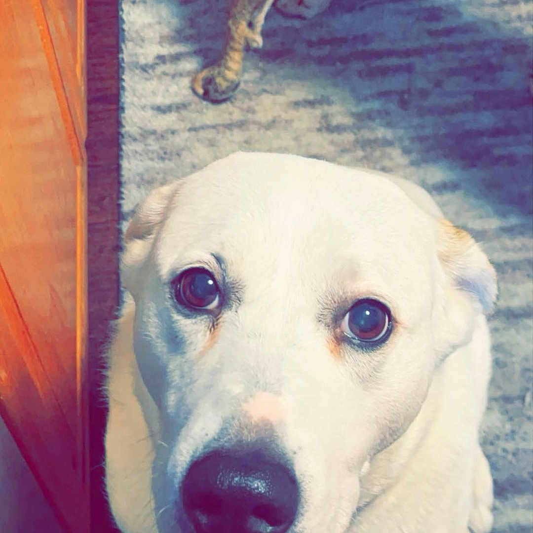 Kuma is registered to the contest to win money with this photo: animal, ball, boxer, bulldog, canine, dog, door, furniture, hound, husky, indoors, labradorretriever, pet, puppy, snout, sport, tennis, tennisball, whitedog, wood