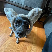 Lady joined the competition — help win amazing prizes! animal, black_dog, bunny_ears, close_up, costume, cute, dog, domestic_animal, ears, floor, funny, furniture, home, indoors, living_room, looking_up, pet, portrait, sofa, wooden_floor