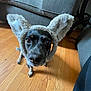 animal, black_dog, bunny_ears, close_up, costume, cute, dog, domestic_animal, ears, floor, funny, furniture, home, indoors, living_room, looking_up, pet, portrait, sofa, wooden_floor