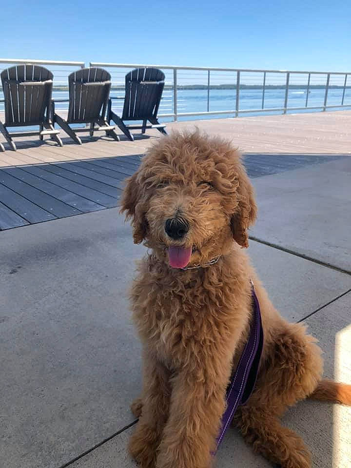Puddles joined the competition — help win amazing prizes! barbet, canidae, carnivore, companion_dog, dog, dog_breed, goldendoodle, labradoodle, lagotto_romagnolo, mammal, miniature_poodle, otterhound, poodle, poodle_crossbreed, rare_breed_dog, spanish_water_dog, sporting_group, standard_poodle, terrier, vertebrate