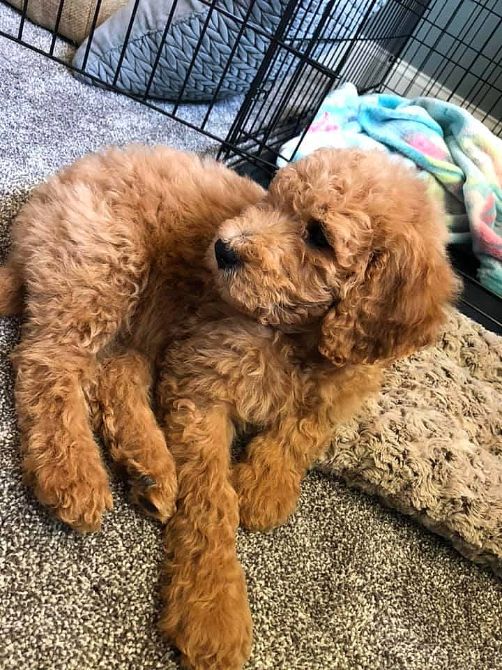 Puddles joined the competition — help win amazing prizes! canidae, carnivore, cavapoo, cockapoo, companion_dog, dog, dog_breed, goldendoodle, labradoodle, maltepoo, mammal, miniature_poodle, non_sporting_group, poodle, poodle_crossbreed, puppy, sporting_group, terrier, toy_poodle, vertebrate