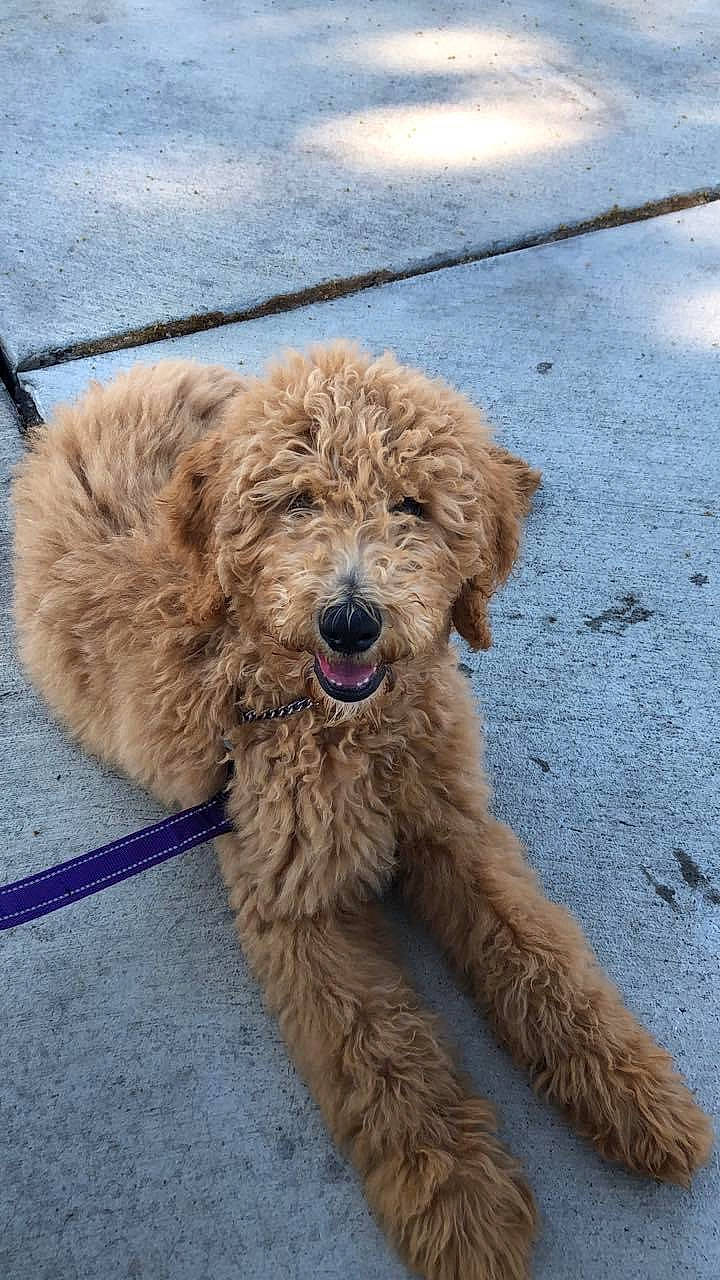 Puddles is registered to the contest to win money with this photo: briquet_griffon_vendeen, canidae, carnivore, cockapoo, companion_dog, dog, dog_breed, dutch_smoushond, goldendoodle, labradoodle, mammal, miniature_poodle, otterhound, poodle_crossbreed, rare_breed_dog, sapsali, spanish_water_dog, sporting_group, terrier, vertebrate