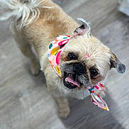 Penny joined the competition — help win amazing prizes! accessories, affenpinscher, animal, bodypart, bulldog, canine, cream, dog, frenchbulldog, harness, leash, mouth, person, pet, pug, puppy, strap, terrier, tongue, whitedog