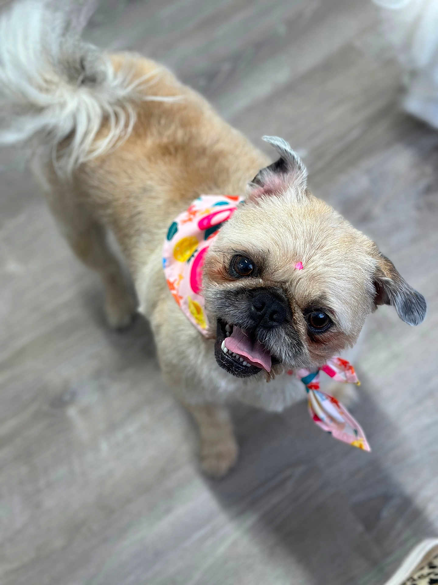 Penny joined the competition — help win amazing prizes! accessories, affenpinscher, animal, bodypart, bulldog, canine, cream, dog, frenchbulldog, harness, leash, mouth, person, pet, pug, puppy, strap, terrier, tongue, whitedog