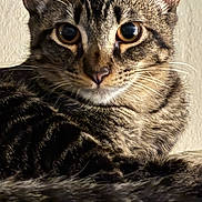 Ollie is registered to the contest to win money with this photo: cat, tabby_cat, close_up, face, fur, whiskers, ears, animal, pet, looking, eyes, portrait, mammal, domestic_cat, feline, cute, indoor, curious, soft_light, texture