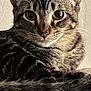 cat, tabby_cat, close_up, face, fur, whiskers, ears, animal, pet, looking, eyes, portrait, mammal, domestic_cat, feline, cute, indoor, curious, soft_light, texture