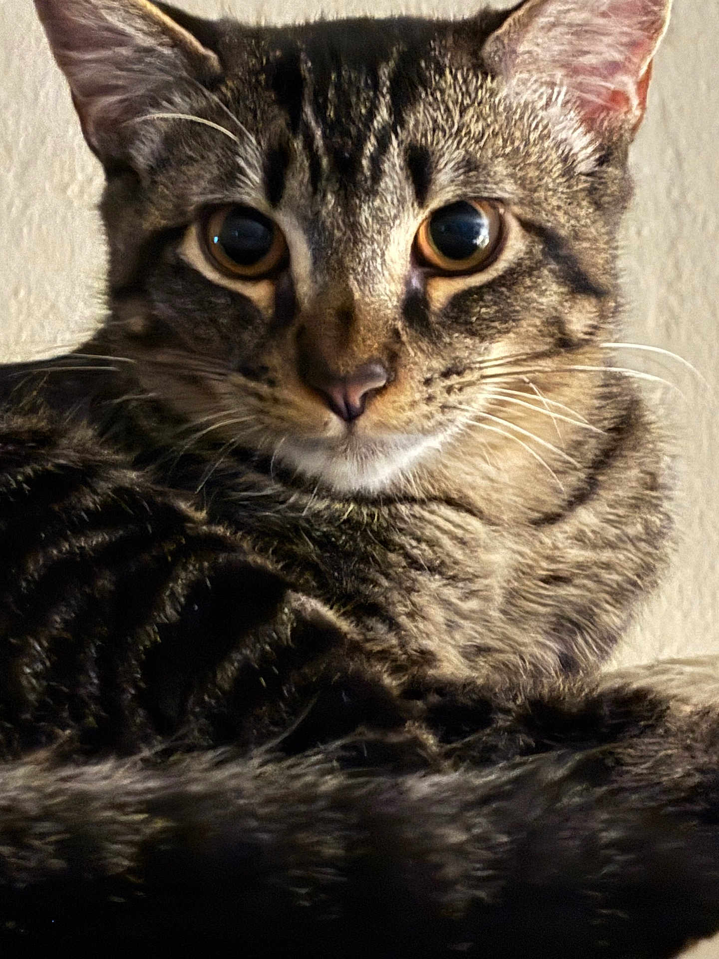Ollie