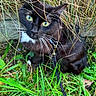 Shadow a rejoint le concours — aidez-le/la à gagner de superbes lots ! cat, black_cat, green_eyes, whiskers, leash, grass, plants, outdoor, nature, curious, animal, pet, feline, closeup, wildlife, garden, fur, ears, playful